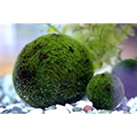 Luffy Marimo Musgo bolas – saludable Fluffy Verde Java bolas de musgo Acuario x 1